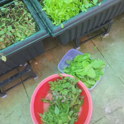 This is what it's all about: turning a small space into a source of fresh, organic greens. Here you can see freshly harvested palak and amaranth, ready for the kitchen, grown in our easy-to-manage raised planters.