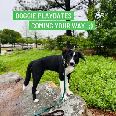I offer small, supervised playdates for clients who want their dogs to socialize safely. It's a controlled environment where I can help you understand your dog's play style and body language.