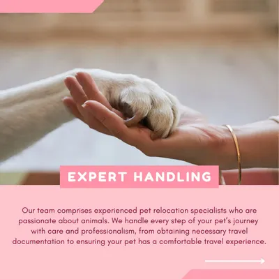 We provide expert handling rooted in a love for animals. This image represents our core promise: to manage every step of your pet's journey, from paperwork to travel, with the utmost care, professionalism, and dedication to their comfort.