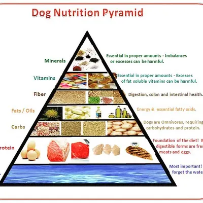 We use this dog nutrition pyramid to educate pet parents on the essentials of a healthy diet. It clearly breaks down the importance of protein for muscle, fats for energy, and the right vitamins and minerals for overall function.