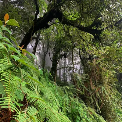 The quiet and depth of the forest in Darjeeling. I am constantly inspired by the textures and layers of the natural world, which influences the depth I seek in my sound and video work.