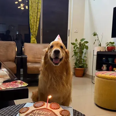Romeo the Golden Retriever is all smiles for his birthday. His Pawsome 2.0 cake, with a lit candle, is ready for him to make a wish.