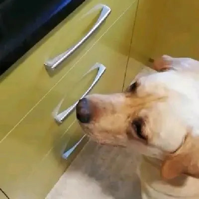 Here's a close-up of Murpphie, sniffing the air because he knows his meal is coming. He's on a custom low-fat diet I designed for him, proving that healthy food can also be incredibly exciting for your dog.