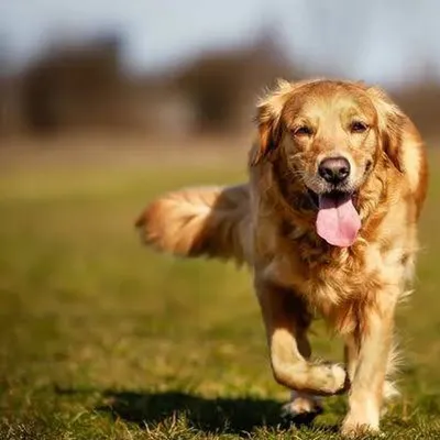 I teach dogs to walk nicely without pulling on the leash. We practice in open spaces and parks in Benglore so they learn to be calm and listen to you, even with distractions. This is key for socialization.