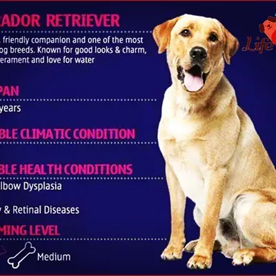 An information card for the Labrador Retriever, a popular and friendly breed. We note their medium grooming level and love for water, ensuring our bath and de-shedding services keep their coat healthy and manageable.