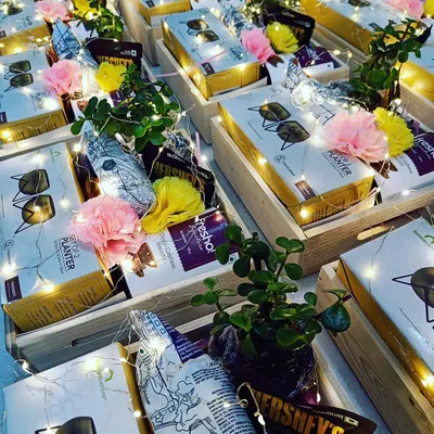 Our green gifting hampers, featuring live jade plants, snacks, and a planter set, all illuminated by fairy lights. This is a beautiful and sustainable gift that continues to grow.
