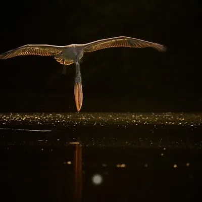 This backlit shot of a spot-billed pelican is a perfect example of using light to create art. The golden rim light outlines its form against the dark background, and its beak pouch creates a stunning reflection, turning a simple flight into a masterpiece.