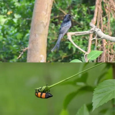 A Black Drongo and a Blister Beetle at our HCL-supported site in Lucknow. Every creature, from birds that control insect populations to beetles that aid in decomposition, plays a part in the ecosystem.