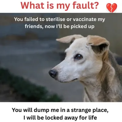 What is my fault? Your system failed to sterilize and vaccinate us, and now I'm the one who will be locked away for life. This is the question every stray dog is asking.