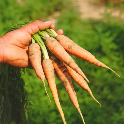 Freshly harvested carrots, pulled straight from the earth at our farm. We believe in the importance of provenance, and there's nothing better than the taste of produce you know has been grown with care and without chemicals.