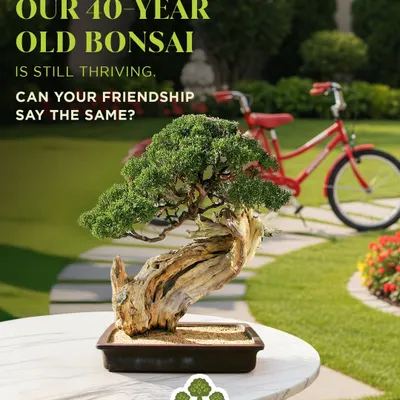 Our 40-year-old bonsai is a testament to endurance and care, much like a long-lasting friendship. These aged trees are perfect gifts to symbolize a bond that has grown stronger over time.