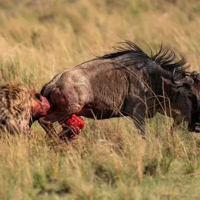 A brutal hunt in the Masai Mara. A lone hyena rips open the belly of a wildebeest while it is still alive. The Great Migration is a season of plenty, but it comes at a great cost.