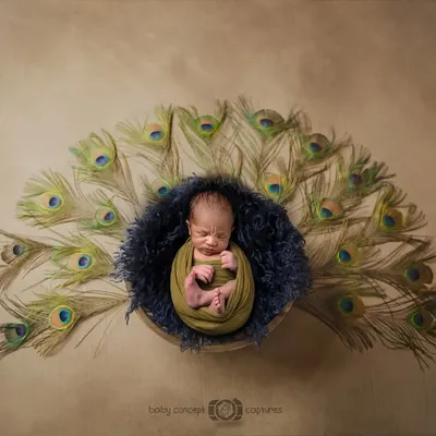 A stunning overhead shot of a newborn nestled in a dark blue nest, surrounded by a fan of peacock feathers. This is a great example of a unique and artistic newborn theme.
