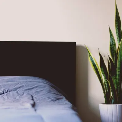 The Snake Plant, or Sansevieria, is one of the best plants for purifying indoor air and is extremely low maintenance. Its upright, architectural leaves make it a popular choice for modern bedrooms and living spaces.
