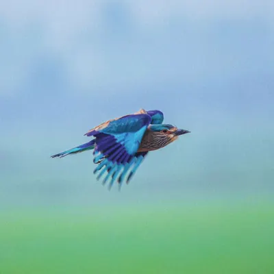 An Indian Roller banking in mid-air. It took half an hour of tracking this bird to finally get this shot, capturing the motion and the unique shape of its wings.