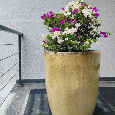 A stunning multi-color bougainvillea plant. These are hardy, love the sun, and provide beautiful color for gardens and balconies.
