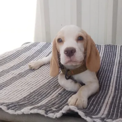 Look at this adorable little Beagle puppy! We provide a safe and nurturing environment for our youngest guests to explore and grow.