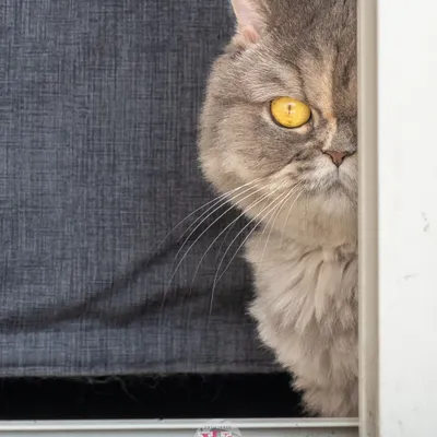 A grumpy-looking but beautiful cat peeking from behind a curtain. Capturing the unique and sometimes sassy personality of cats is always a fun challenge.