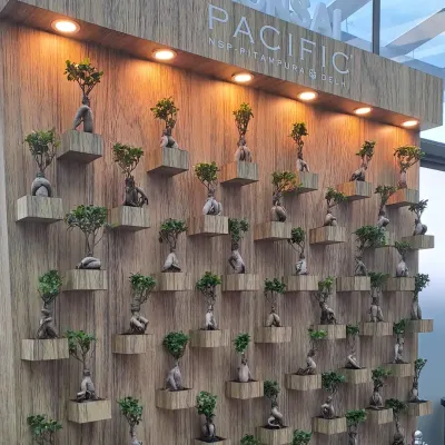 Our completed Ginseng Ficus Bonsai wall at Pacific Mall, NSP Delhi. This custom-built, backlit feature wall acts as a living art installation, creating a high-end, sophisticated atmosphere for shoppers.