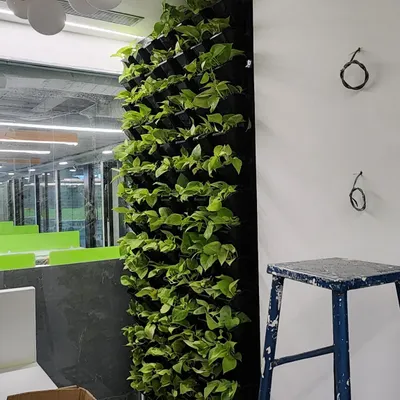 A side view of a vertical garden panel being installed in a Bangalore office. We use modular systems that allow us to create living walls of any size, filled with easy care plants like pothos that thrive indoors.