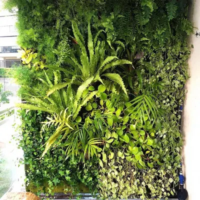 This is a close-up of a dense vertical garden I installed on a client's balcony. I used a mix of ferns, pothos, and other foliage to create a rich, textured look that acts as a natural piece of art.