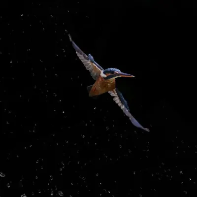 Photographing a kingfisher dive is all about patience and luck. After many failed attempts, I finally captured this female Common Kingfisher in Singapore as she retreated from the water, with every droplet frozen in time. This shot shows the explosive energy of a hunt.