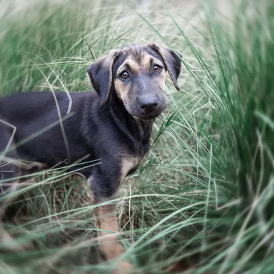 A shy indie puppy peeking through tall grass during his adoption photoshoot. I find that letting nervous animals use their environment to feel safe allows their true, gentle nature to emerge, resulting in a much more honest and appealing portrait.
