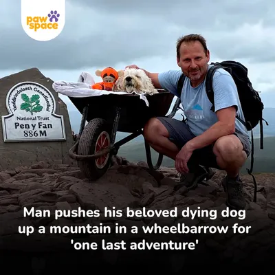 This story touched our hearts. A man ensures his beloved dying dog gets to experience one last adventure, showing the incredible lengths we go to for our companions.