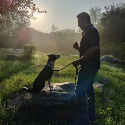 This is the connection I strive for. Here, I'm working with Mishka, a young Indie, during her Board and Train stay. Achieving this level of focus outdoors is built on trust and clear communication, which is especially important for rescue dogs.