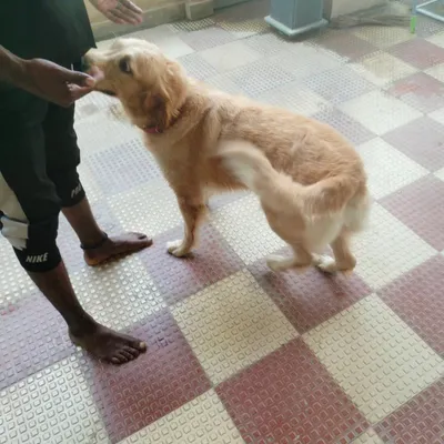 Interacting with a friendly Golden Retriever during a home visit. It's important for me to make friends with your pet first.