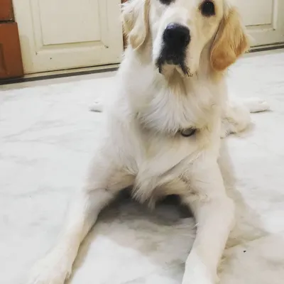 Young Snowy the Golden Retriever was very afraid of other dogs when she first arrived. After a few days of watching the others play, she realized she was missing out and started to join in. We helped her learn to socialize and set her boundaries, which is so important for a young dog.