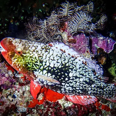 A highlight of our night dive at Maya Thila. This parrotfish is sleeping soundly inside a protective cocoon it creates from its own mucus. It's a fascinating behavior to witness firsthand.