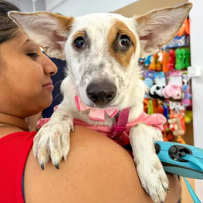 Look at this precious face. This is Chia, a sweet girl with the most expressive ears, hoping to find her person. She is gentle and a little shy at first, but warms up to become the most loving companion.