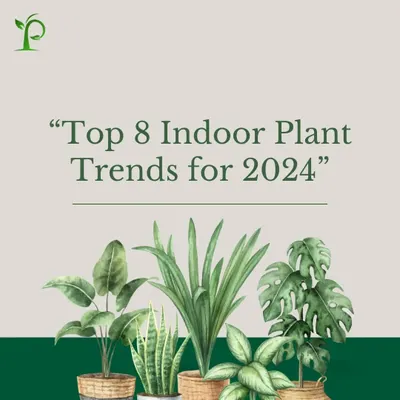 I keep up with the latest trends to bring you the best in plant design. Here's a look at the top indoor plant trends that are shaping green interiors this year.