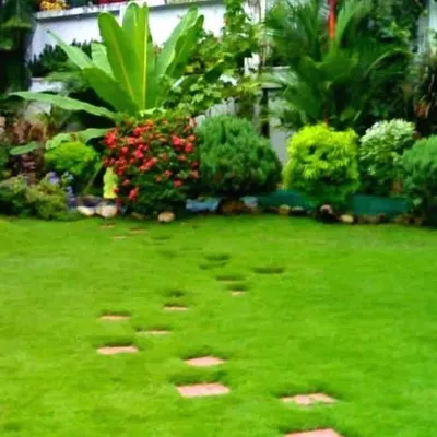 A vibrant, healthy lawn is the heart of a beautiful garden. Here, we've installed a lush green lawn complemented by stepping stones and a border of tropical plants and flowering shrubs, creating a classic, inviting backyard.