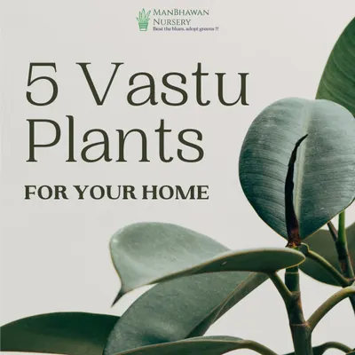 According to Vastu Shastra, certain plants can bring joy, good energy, money, and peace into your home. I've put together a list of 5 powerful Vastu plants to help you create a harmonious living space.