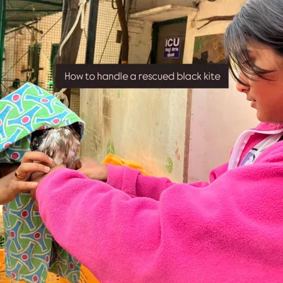 A child learns the correct and safe way to handle a rescued black kite under expert supervision. This direct interaction teaches respect for wild animals and the importance of proper care.
