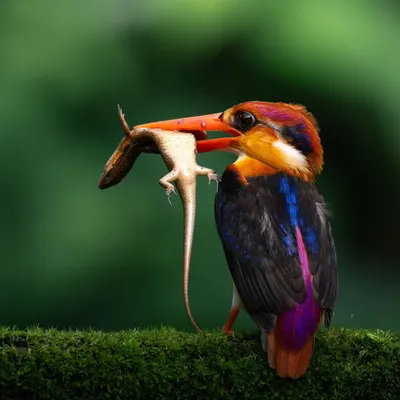 The Oriental Dwarf Kingfisher, a tiny jewel of the forest, proudly displays its catch. Capturing this vibrant bird, with its rainbow plumage and a lizard in its beak, required hours of stillness and patience.