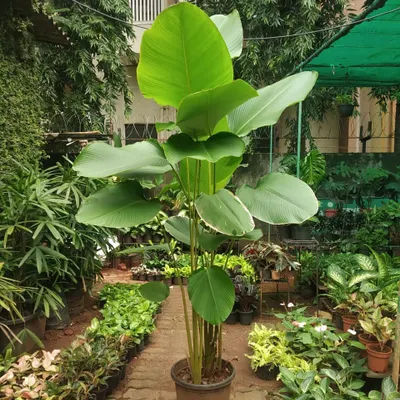 This is a Calathea lutea plant from our nursery, a stunning tropical foliage plant known for its large, elegant leaves. It is an excellent choice for brightly lit indoor areas and adds a bold, natural statement to any space.
