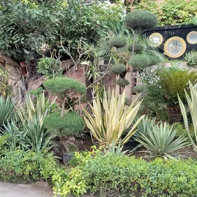 A showcase of expert plant sculpting and arrangement. This garden bed in Noida features a mix of topiary shrubs, variegated yucca plants, and cycads to create a rich tapestry of shapes and textures.