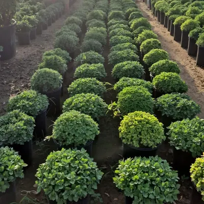 Winter flowering plants are here. This image shows endless rows of beautifully shaped Chrysanthemums, ready to brighten up your garden.
