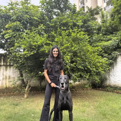 Reunions like this are what it's all about. We first trained Tiger the Great Dane as a small pup. Five years later, he's back for boarding and walked in like no time had passed. The bond we build goes far beyond the training sessions.