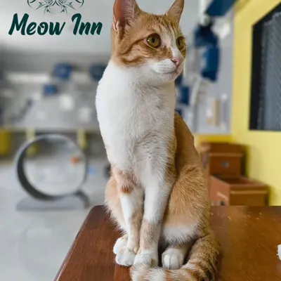 This handsome ginger and white cat strikes a regal pose. He looks perfectly calm and content, a testament to the stress-free atmosphere I work hard to maintain.