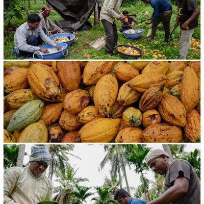 The journey of our Chocolate Immersion course starts at the source. This collage shows the vibrant cacao pods, the harvest, and the meticulous process of extracting the beans on the farm in Mysore.