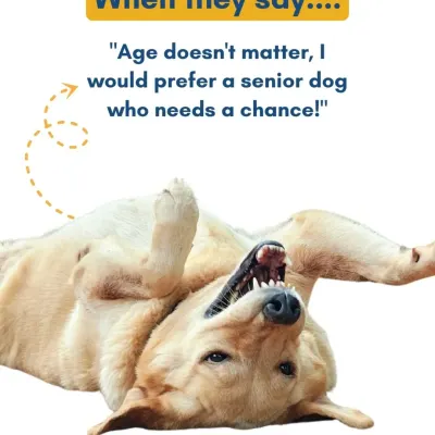 When someone says, "Age doesn't matter, I would prefer a senior dog who needs a chance!" This is the reaction of pure joy from our oldies.