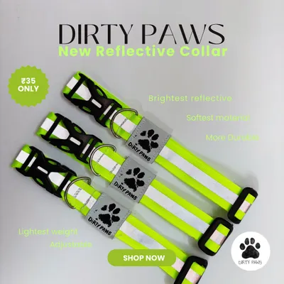 A product shot of my neon green reflective collars. This image highlights the key features: brightest reflective material, soft, durable, lightweight, and adjustable, all for an affordable price.