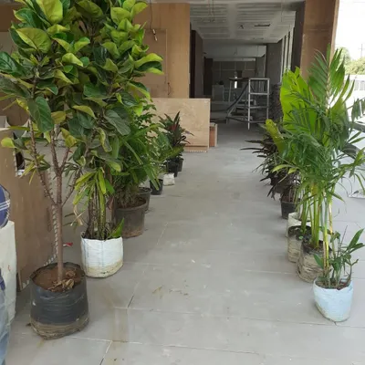 A selection of large indoor plants, including Fiddle Leaf Fig and Areca Palm, ready for a client meeting. We supply mature plants for immediate impact in office spaces or homes.