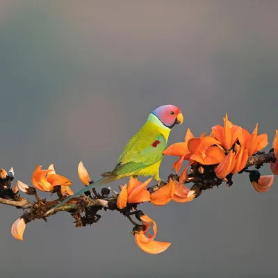 A male Plum-headed Parakeet perched among the 'Flame of the Forest' flowers. The complementary colors of the bird and its perch make for a stunning composition.