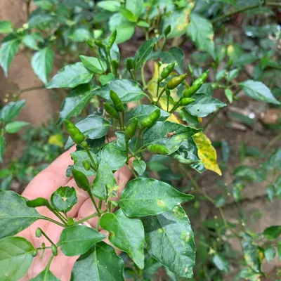 This is the Parangi-molu, or Bird's Eye Chili, growing wild on our estate in Coorg. This fiery little chili is a key ingredient in many of our dishes, providing a clean, sharp heat that is distinctly Coorgi.