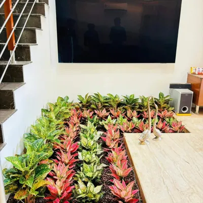 This is one of my favorite creative indoor projects. I built a custom planter bed under a staircase and filled it with rows of colorful Croton and Aglaonema plants. It shows that you can have a proper garden bed even inside your house.